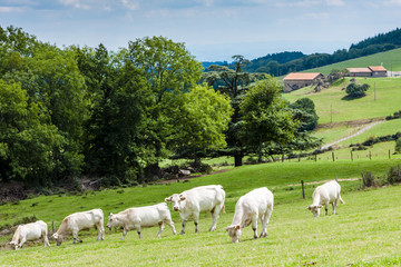 herd of cows, Rhone-Alpes, France