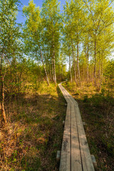 Wooden path on bog land in Estonia