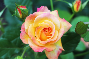 yellow pink rose