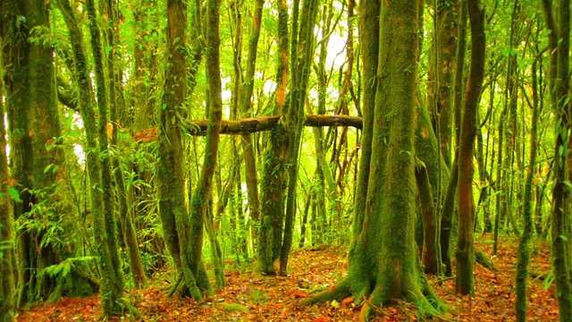 1920x1080 video - Moss grows on tree trunks with a thick carpet of decaying leaves and deadfall in this jungle wilderness area near Chiang Mai, Thailand.