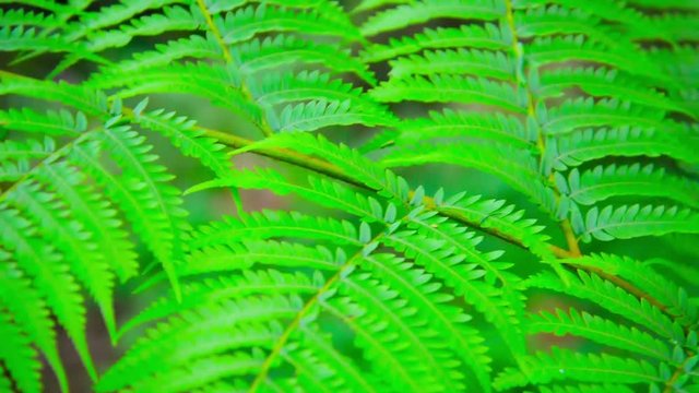 Video 1080p - Closeup of a tree branch with bright green, compound leaves, bobbing and swaying in the wind in Chiang Mai, Thailand.