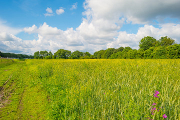 Fototapeta premium Wild flowers in a field in summer