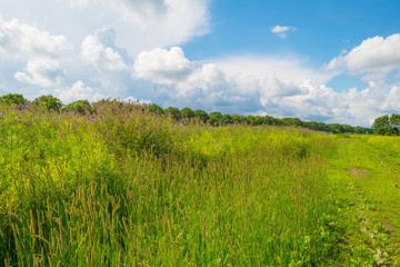 Wild flowers in a field in summer