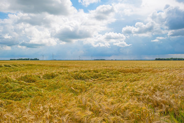 Field with yellow grain in summer