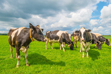 Cows in a green meadow in summer