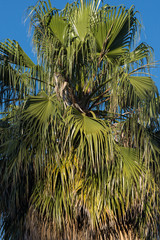 Palma 