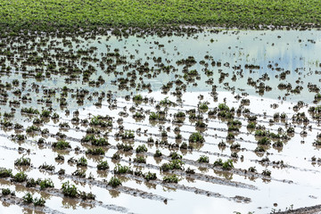 Field under flood water. Agriculture field after torrential rain.