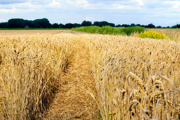 Narrow path in a yellow field with ripe wheat