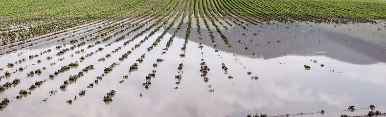 Field under flood water. Agriculture field after torrential rain.