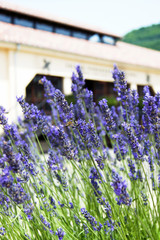 Naklejka premium A flower bed with blooming lavender