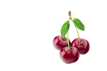 Single bunch of ripe cherries on a white background. Three cherries. Isolated. Food background. Copy space.