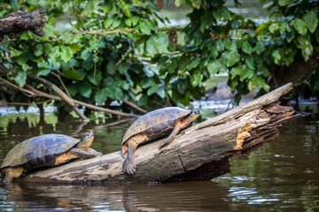 Tortuguero, Costa Rica, wild turtles.