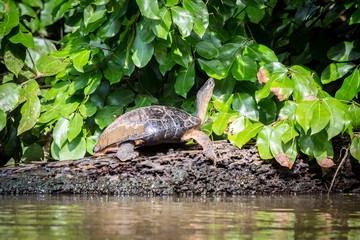 Tortuguero, Costa Rica, wild turtles.