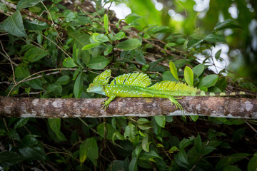 Costa Rica, Iguana