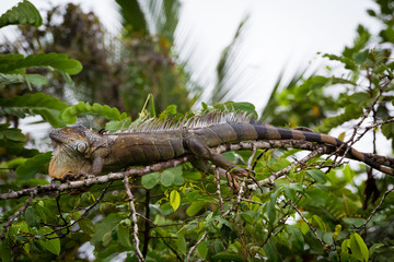 Costa Rica, Iguana