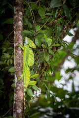 Costa Rica, Iguana