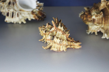 Obraz na płótnie Canvas shell the conch shell on blue background