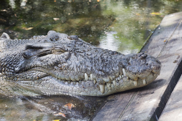 Saltwater crocodile resting on the shore.