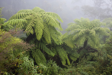 Australian tree fern in the mist.