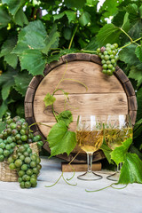 Fototapety  Wino z beczką na winnicy