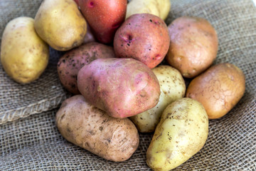Fresh harvested potatoes spilling out of a burlap bag