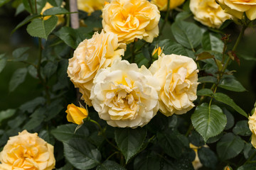 Yellow Rose on the Branch in the Garden