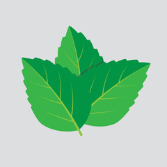 Mint vector leaves. Plant mint, green leaf mint