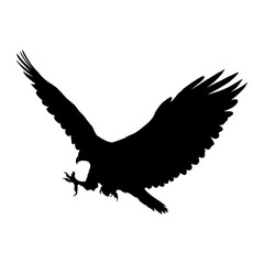 Eagle flying silhouette isolated on white background. Vector illustration