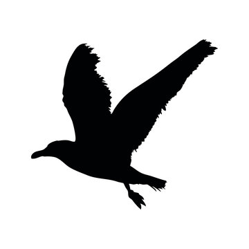 Seagull flying silhouette isolated on white background. Vector illustration