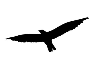 Seagull flying silhouette isolated on white background. Vector illustration