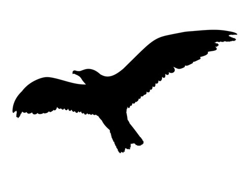 Seagull flying silhouette isolated on white background. Vector illustration