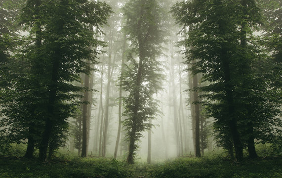 Forest In Green Fog