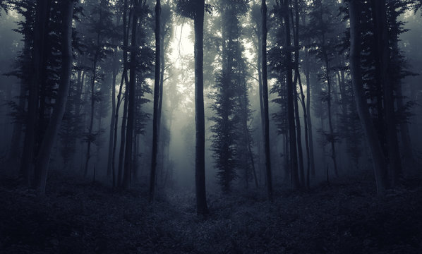 Fototapeta scary night forest scene