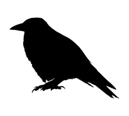Fototapeta premium Raven silhouette isolated on white background. Vector illustration