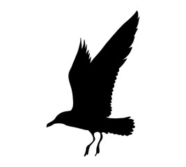 Seagull flying silhouette isolated on white background. Vector illustration