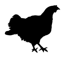 Chicken silhouette isolated on white background. Vector illustration