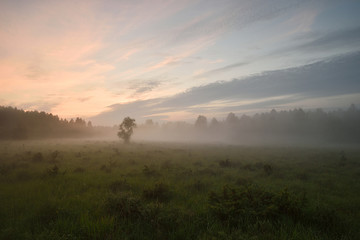 Forest meadow at summer sunset. Fog in the meadow. Mist in the meadow. Sun glow in the meadow. Summer nature.