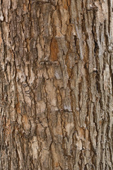 tree bark texture