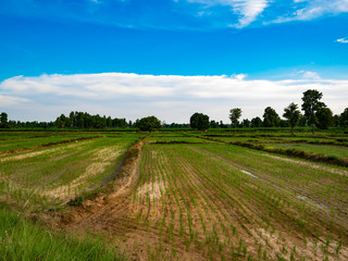rice field, farm, meadow, pasture,paddy,croft,farm,thailand,thai
