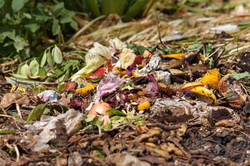Organic waste. Bio-waste with pieces of eggs, onions and others fruits in decomposition.