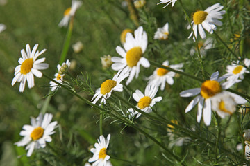 White daisies in field