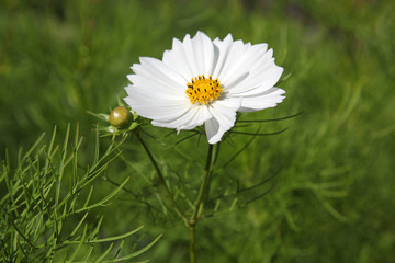 White daisies in field