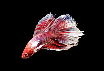 Siamese fighting fish close up