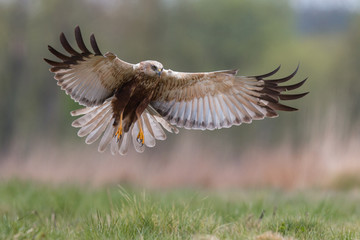 Birds - Marsh Harrier (Circus aeruginosus) - obrazy, fototapety, plakaty