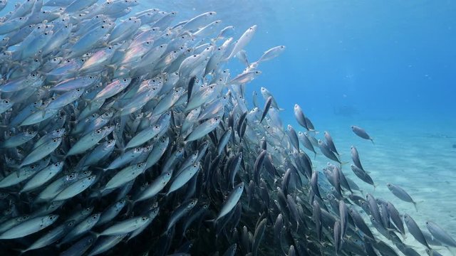 Unterwasser - Riff - Fisch - Fischschwarm - Tauchen - Curacao - Karibik - 4K