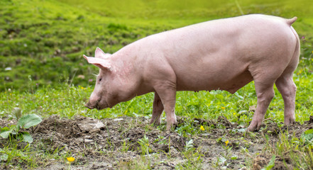 Ein junges Hausschwein läuft auf einer grünen Wiese