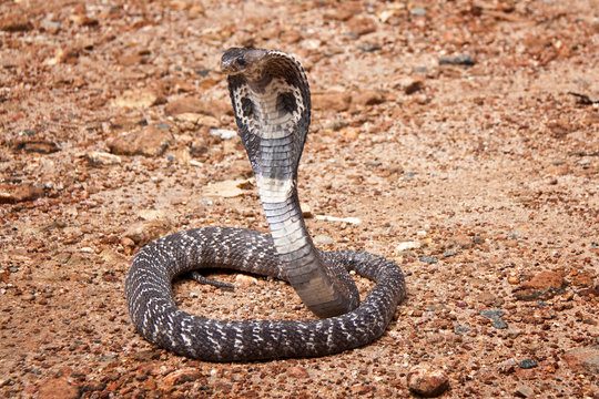 Kobra auf Sri Lanka