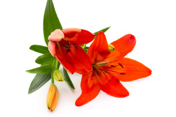 Lily flower with buds isolated on a white background.