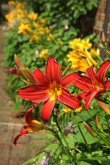 Allée bordée de Lys asiatiques jaunes © hcast