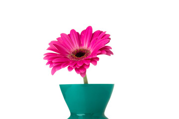 Gerbera.